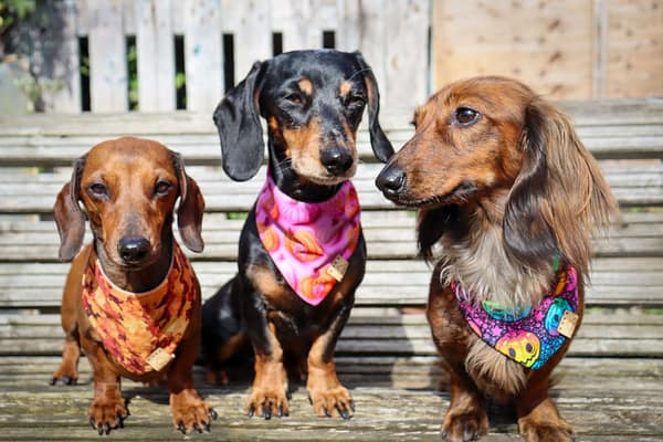 Pumpkin Fiesta - H&G Autumn Collection Bandana - Image 5