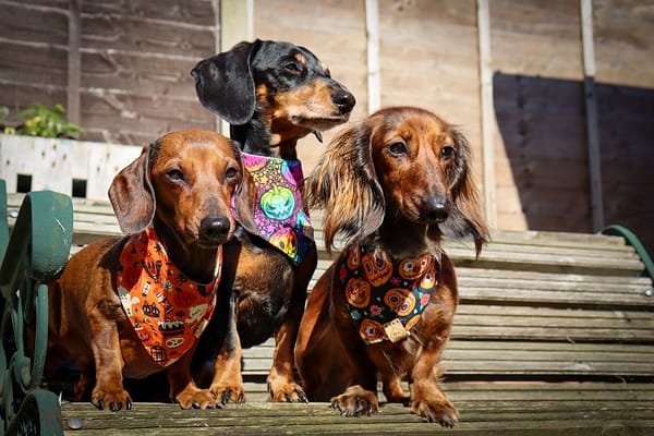 Neon Rainbow Pumpkins - H&G Autumn Collection Bandana - Image 3