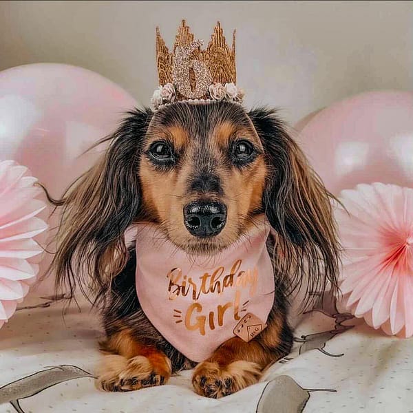 long haired dachshund wearing a pink birthday girl bandana with gold vinyl crown on her head and balloons behind her