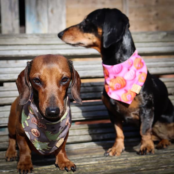 Cute Knitted Pumpkins- H&G  Autumn Collection Bandana - Image 4