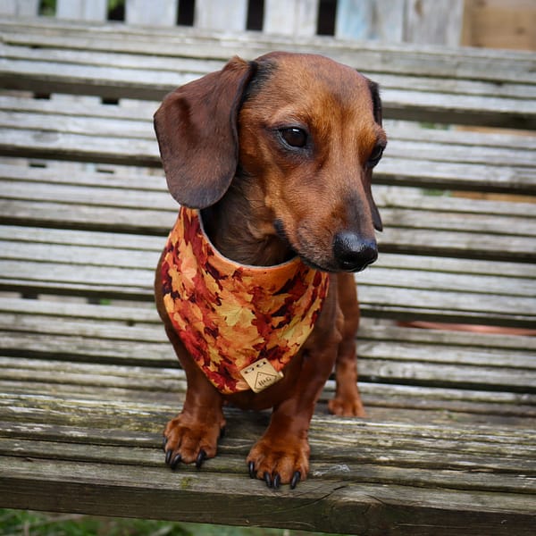 Golden Maple Leaves - H&G Autumn Collection Bandana