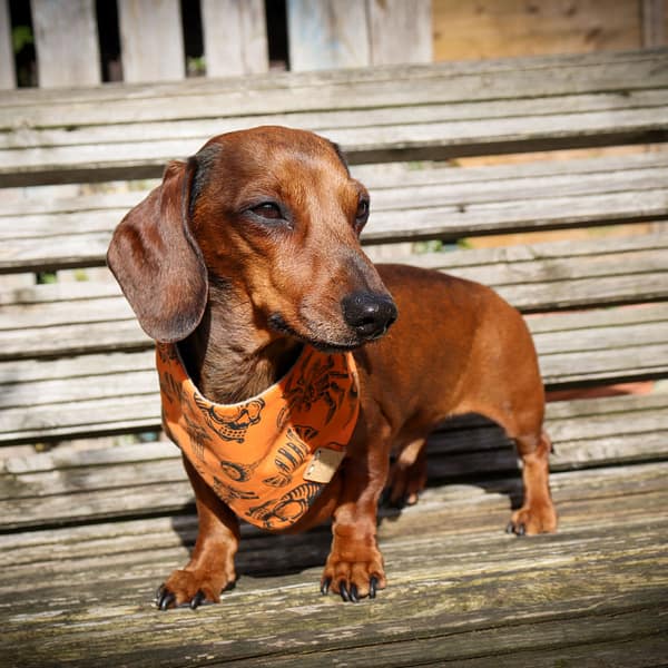 Rest In Pieces Orange - H&G Autumn Collection Bandana