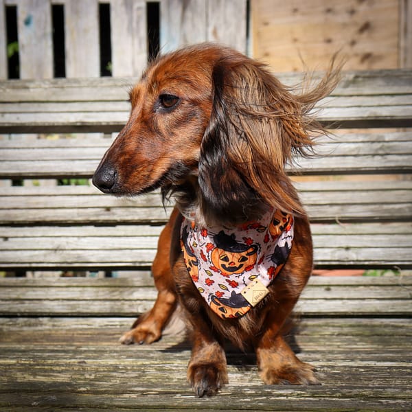 Purrfect Pumpkin - H&G Autumn Collection Bandana - Image 2