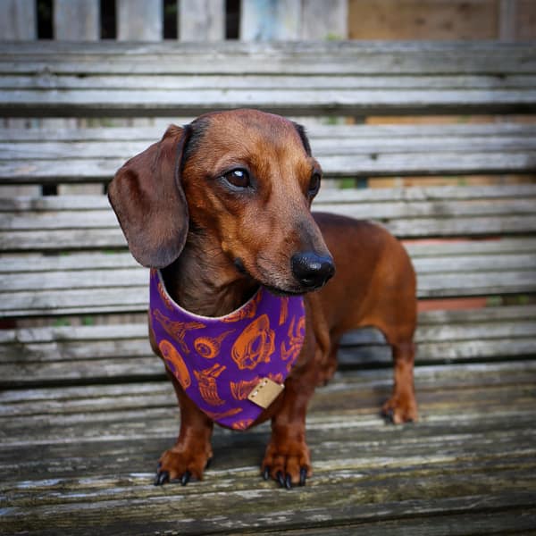Rest In Pieces Purple - H&G Autumn Collection Bandana - Image 3