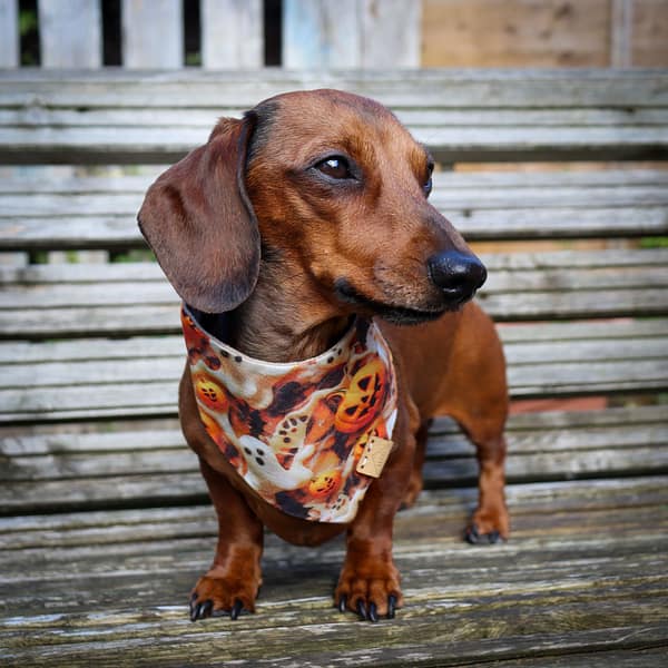 Boo Crew- H&G Autumn Collection Bandana - Image 2
