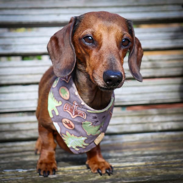 Dino Cookies- H&G Autumn Collection Bandana - Image 2