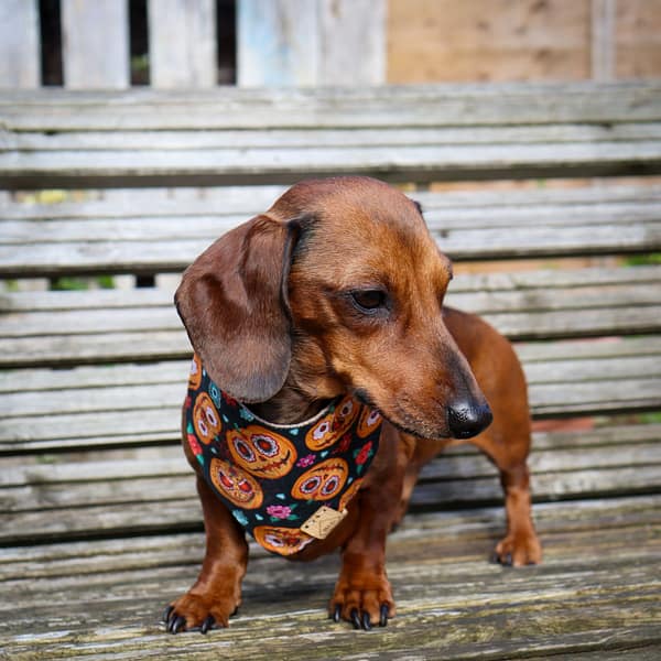 Pumpkin Fiesta - H&G Autumn Collection Bandana - Image 4