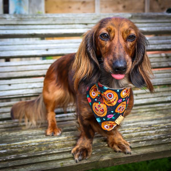 Pumpkin Fiesta - H&G Autumn Collection Bandana