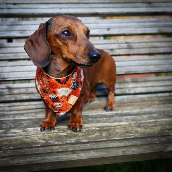 This is Halloween- H&G Autumn Collection Bandana