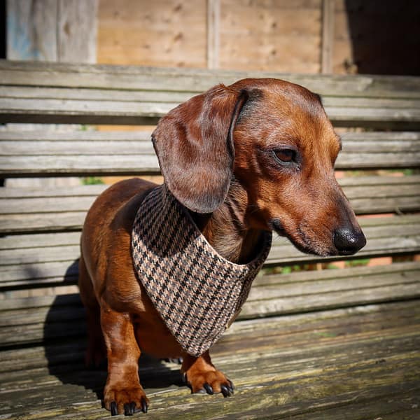 Woodland Houndstooth - H&G Autumn Collection Bandana - Image 2