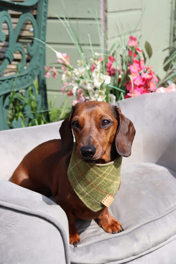 Meadow - H&G Classic Bandana Collection - Image 2