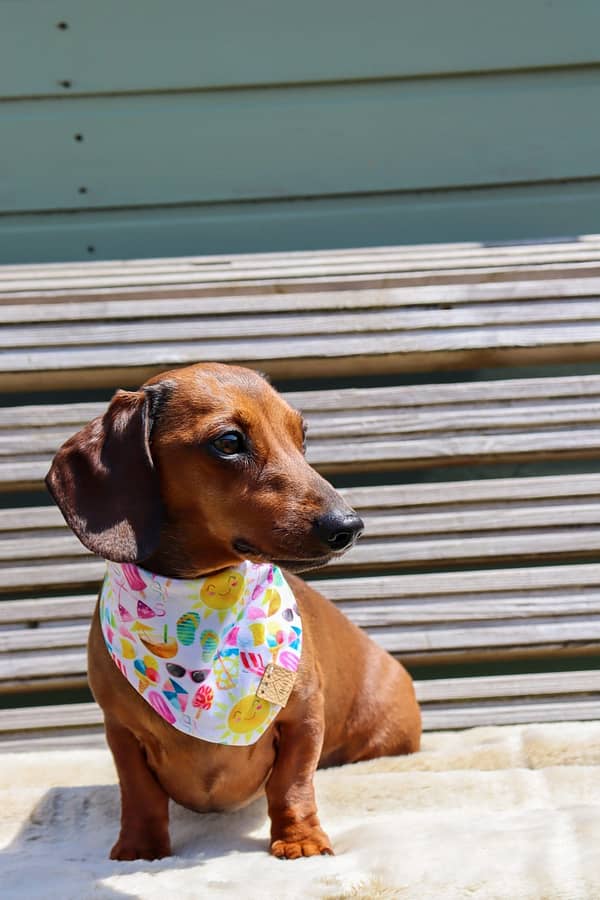 Summer Sunshine - H&G Summer Collection Bandana