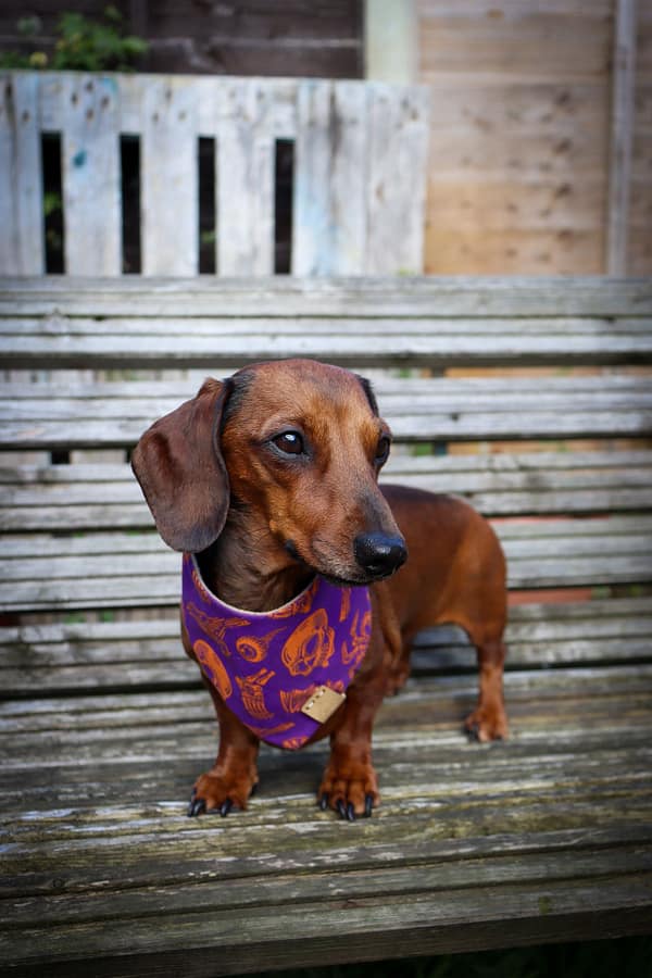 Rest In Pieces Purple - H&G Autumn Collection Bandana