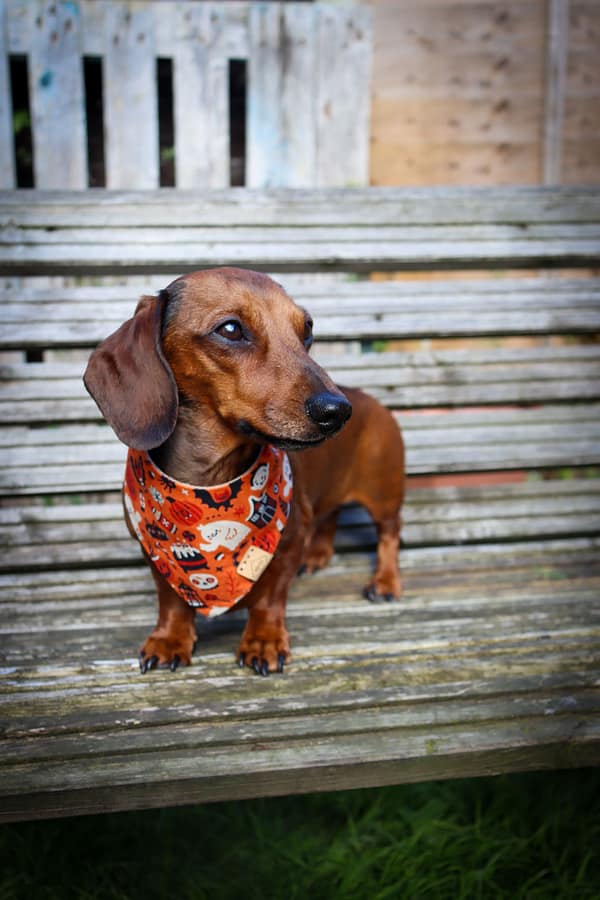 This is Halloween- H&G Autumn Collection Bandana - Image 4