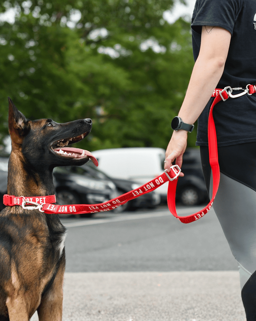 Twiggy Tags Awareness Multi-Way Training Lead- Do Not Pet - Image 2